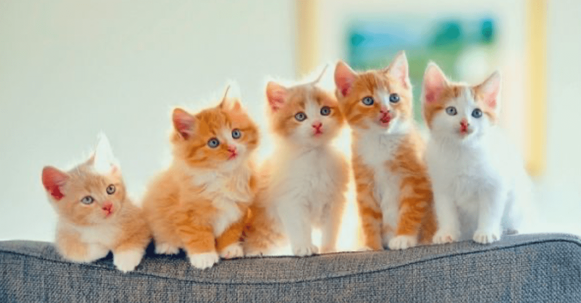 Điềm báo từ giấc mơ thấy 4 con mèo là gì? Diem bao tu giac mo thay 4 con meo la gi?
