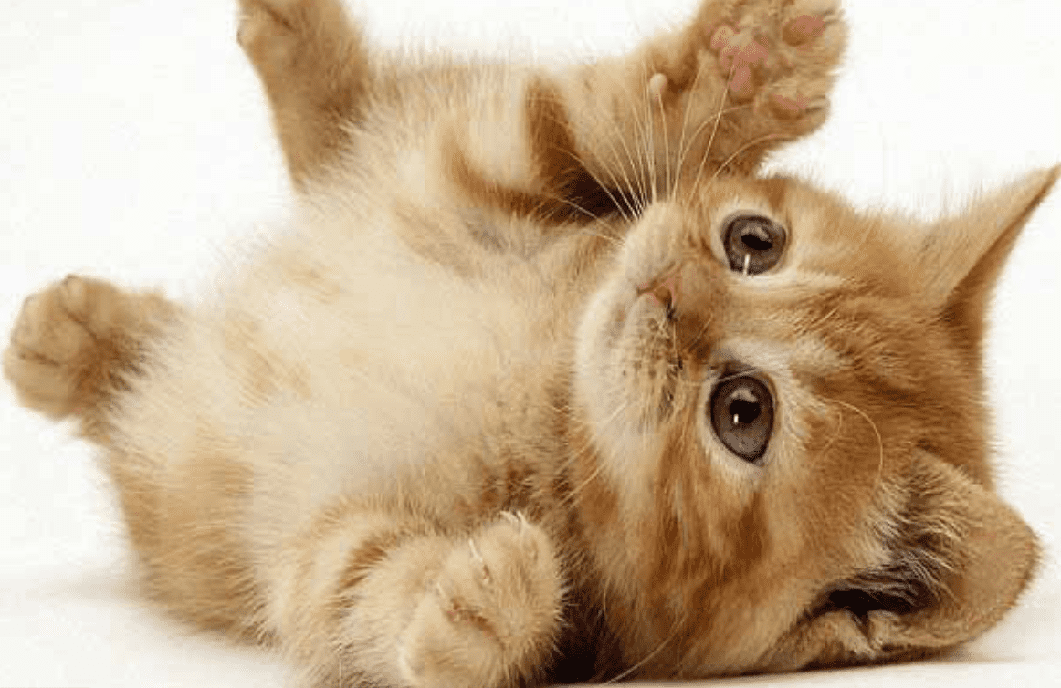 Luận giải về giấc mơ thấy 8 con mèo? Luan giai ve giac mo thay 8 con meo?